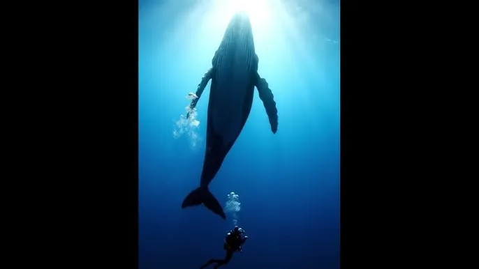摩尔庄园兑换码 - 深蓝星球：探索海洋深处的未知世界